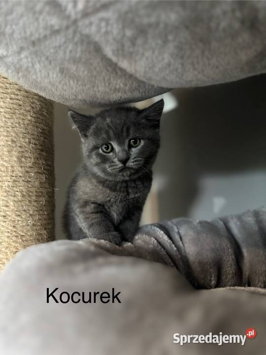 Koty Brytyjskie Czersk