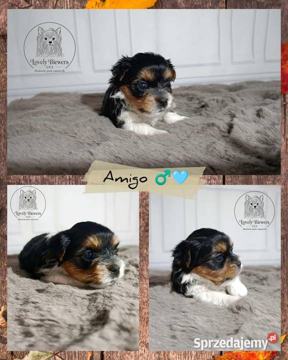 Amigo Biewer Yorkshire Terrier ZHPR UCI 4 Psy podlaskie Bielsk Podlaski