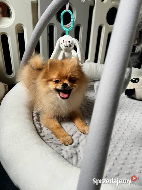 Szpic miniaturowy Pomeranian ORANGE łódzkie Łódź