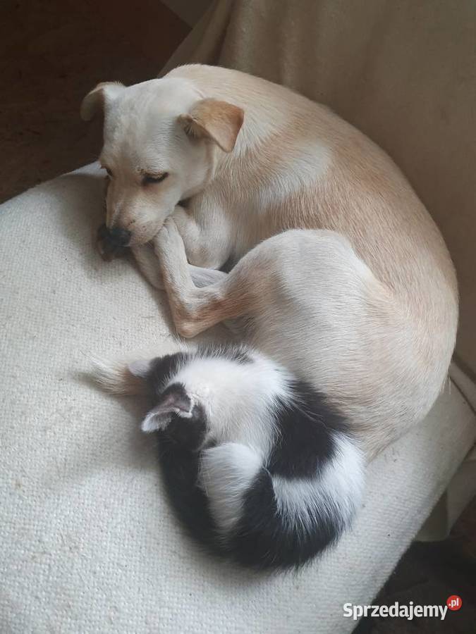 Domowy hotel zwierząt Biadoliny Radłowskie