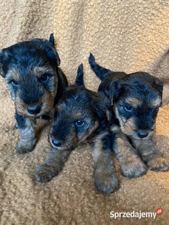 Terier walijski szczenięta wielkopolskie Mosina