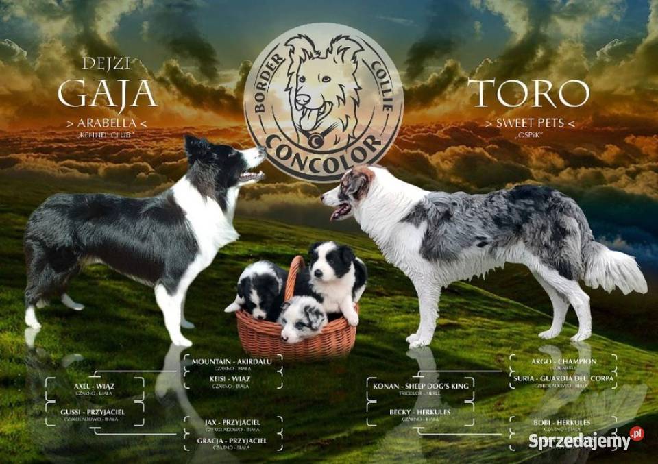 Border Collie coli szczeniak Blue Merle tricolor Pozostałe Jastrzębia