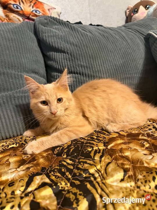 Gryzek Maine Coon pomorskie Starogard Gdański