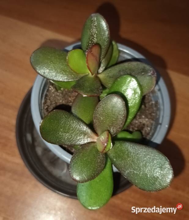 Grubosz crassula drzewko szczęścia 5 2 sadzonki Warszawa