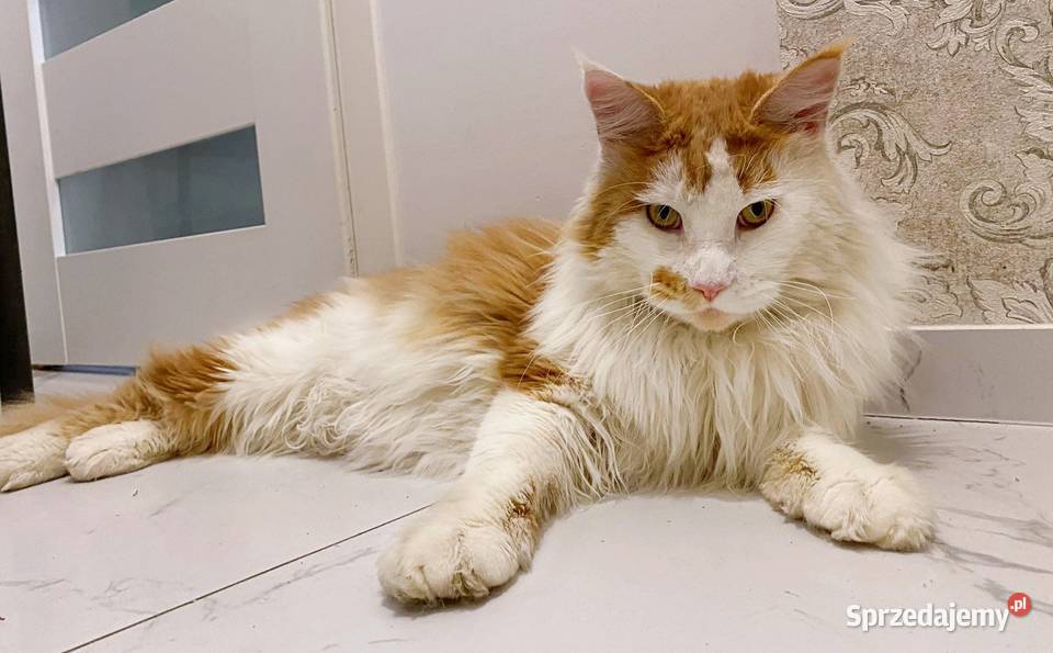 Maine Coon Kocur Rudy Bicolour WCF Reproduktor świętokrzyskie Daleszyce sprzedam