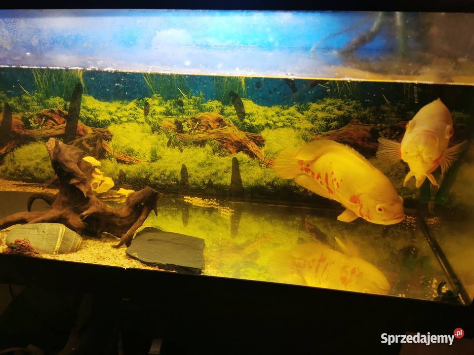 Akwarium z rybami kujawsko-pomorskie sprzedam