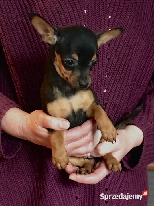 Pinczer miniaturowy szczeniaki pieski i suczki Pozostałe Klimontów