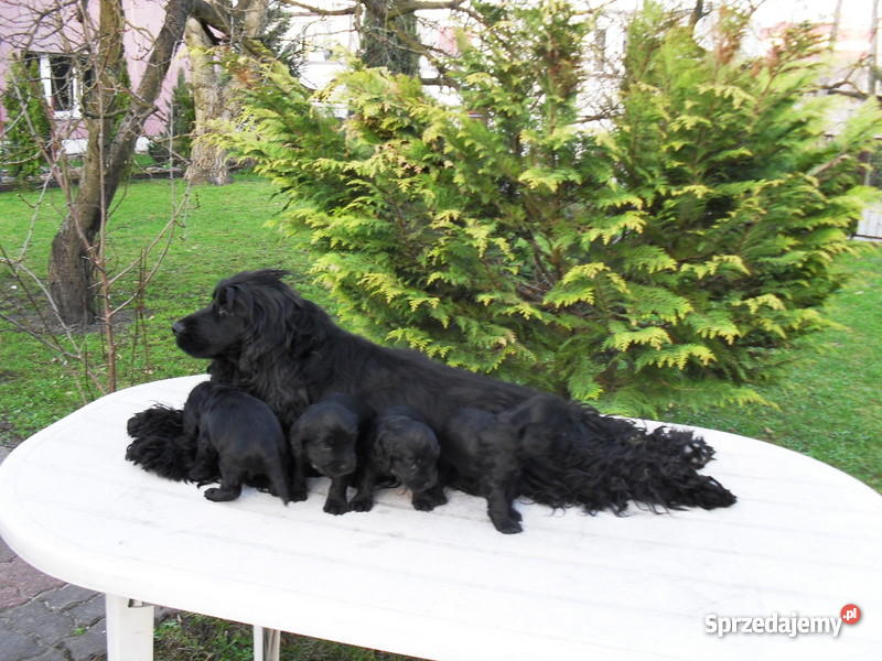COCKER SPANIEL ANGIELSKI SZCZENIACZKI