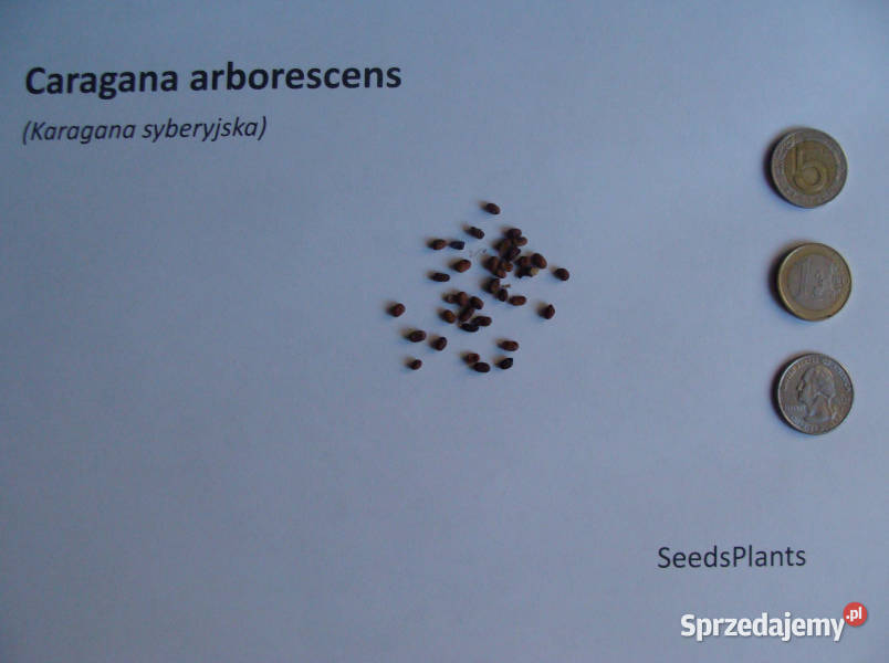 KARAGANA SYBERYJSKA Caragana arborescens NASIONA kujawsko-pomorskie Lubanie