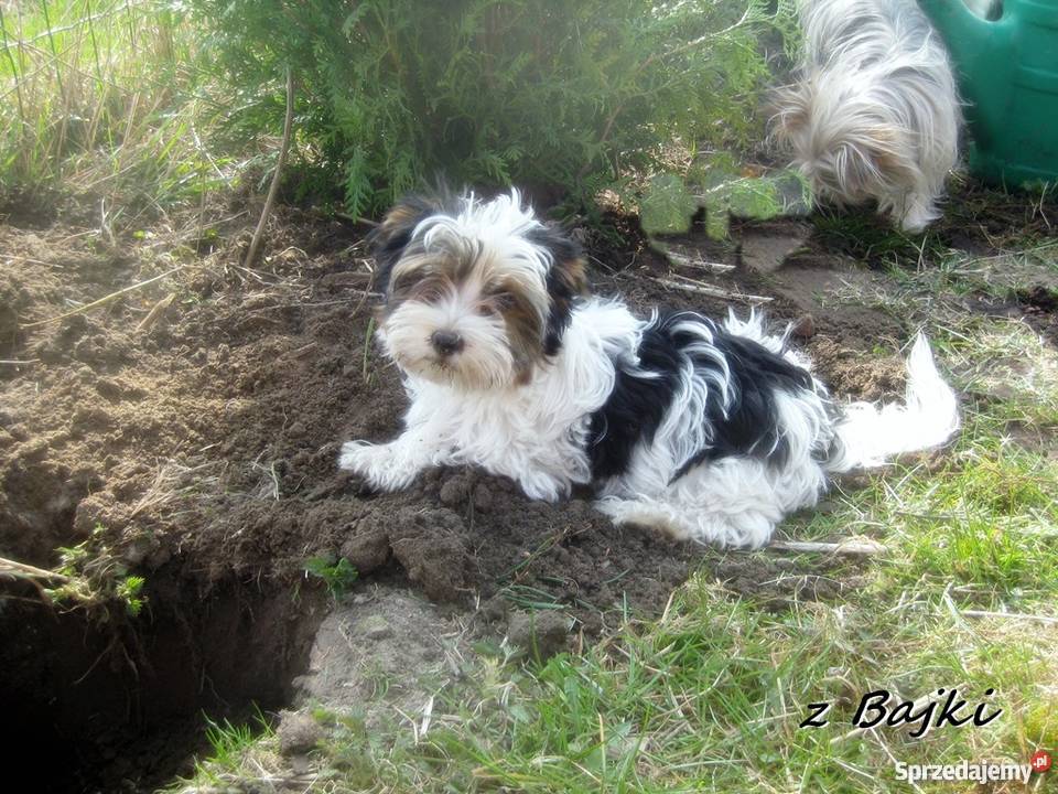 York Urwis rodowodowy Kolorowy Unikatowy Biewer Namysłów