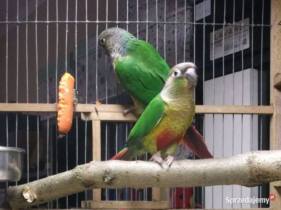 Sprzedam młode Rudosterki zielonolice