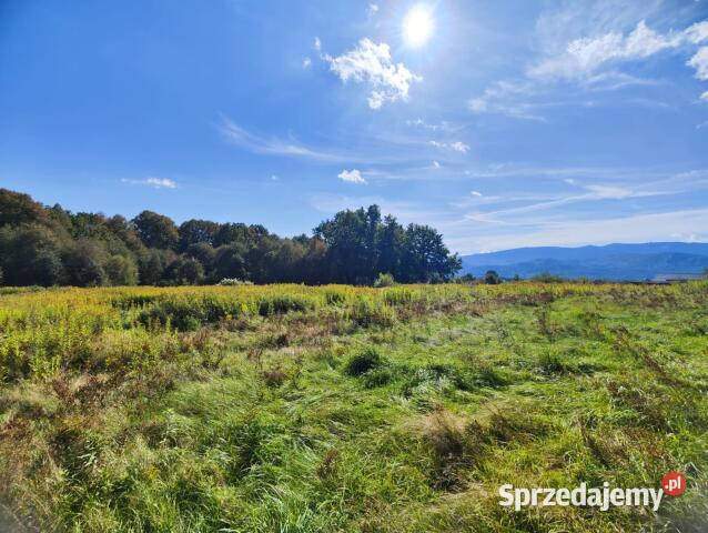 sprzedaży ziemi Wojcieszyce 1350m2