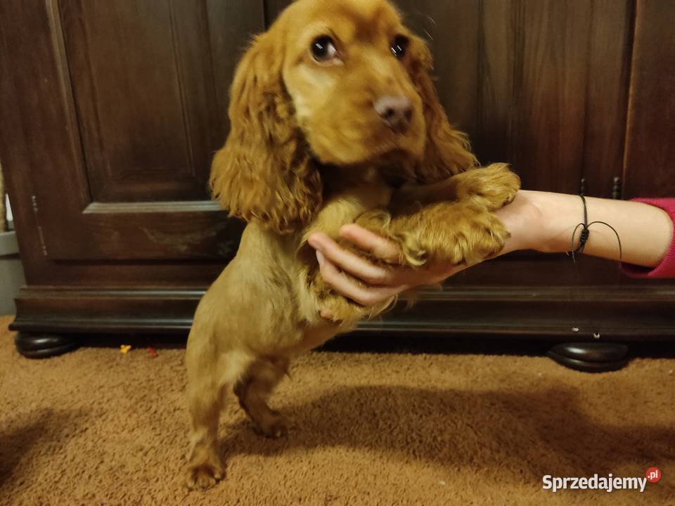 Wspaniałe szczeniaczki Cocker Spaniel mazowieckie Nadarzyn