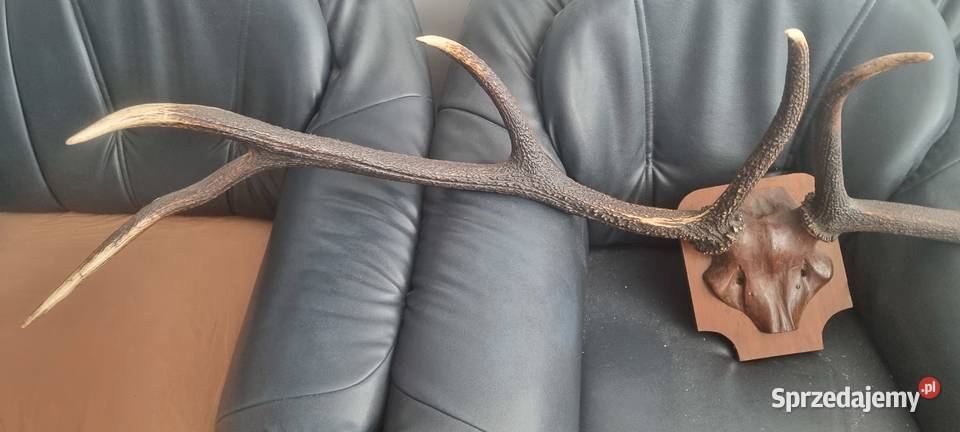 Poroże Jelenia Kraków