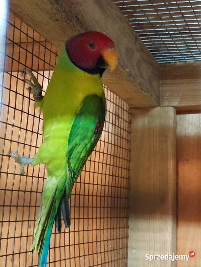 Aleksandretta Śliwogłowy Kamień Górowski sprzedam