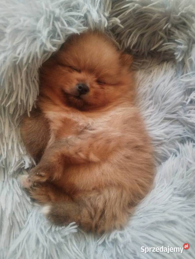 szpic miniaturowy do rezerwacji suczka Skalbmierz