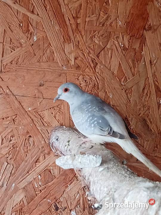 Sprzedam gołąbki diamentowe Mechlin