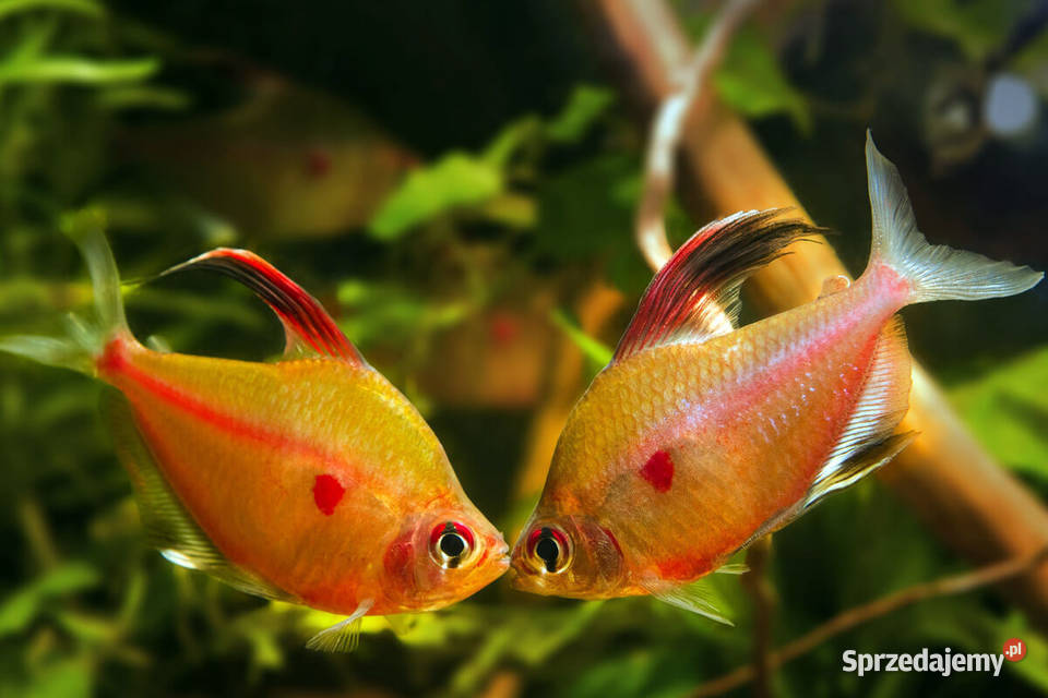 Bystrzyk Pereza czerwonoplamy Hyphessobrycon pomorskie Gdańsk