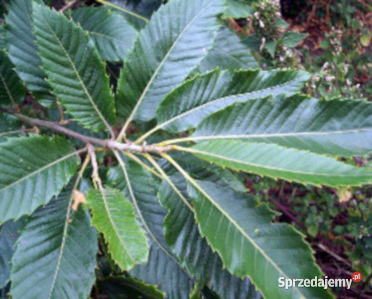 KASZTAN JADALNY Castanea sativa NASIONA 16 sztuk Lubanie