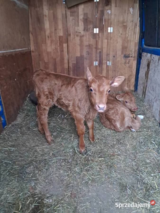 Cielaki mieszańce lubelskie Klonownica Mała