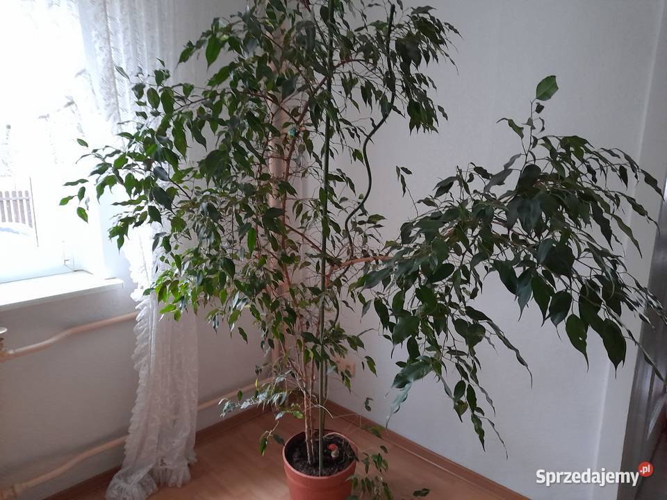 Kwiat doniczkowy domowy Fikus Beniaminek opolskie
