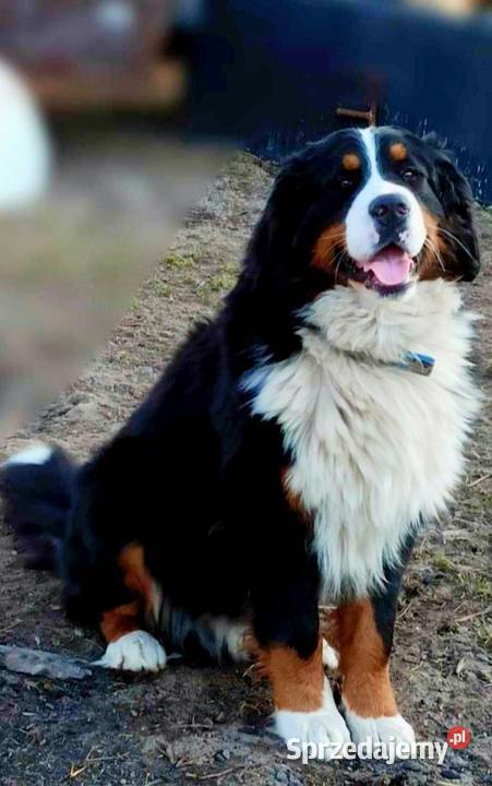 Berneński Pies Pasterski Otałęż