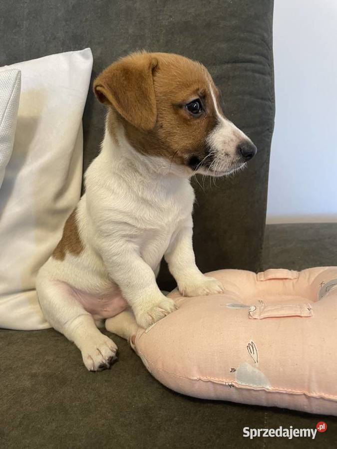 Jack Russell Terrier szczeniaczki Częstochowa sprzedam