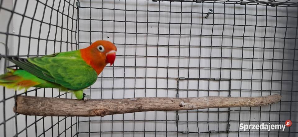 Nierozłączki małopolskie