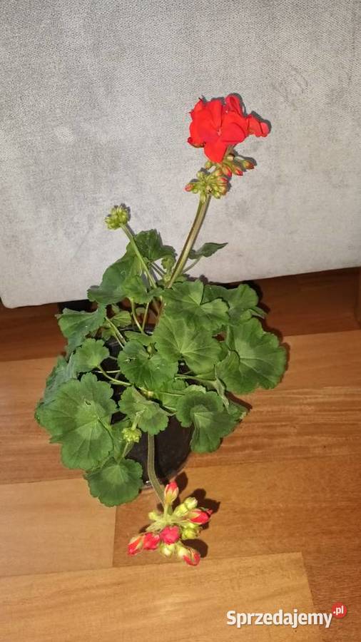 Duża pelargonia kwitnąca aktualnie na czerwono mazowieckie Warszawa
