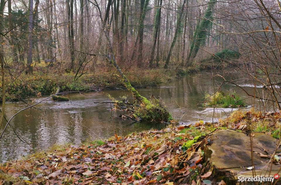 Spływy kajakowe wypozyczalnia kajaków Ruda Odra