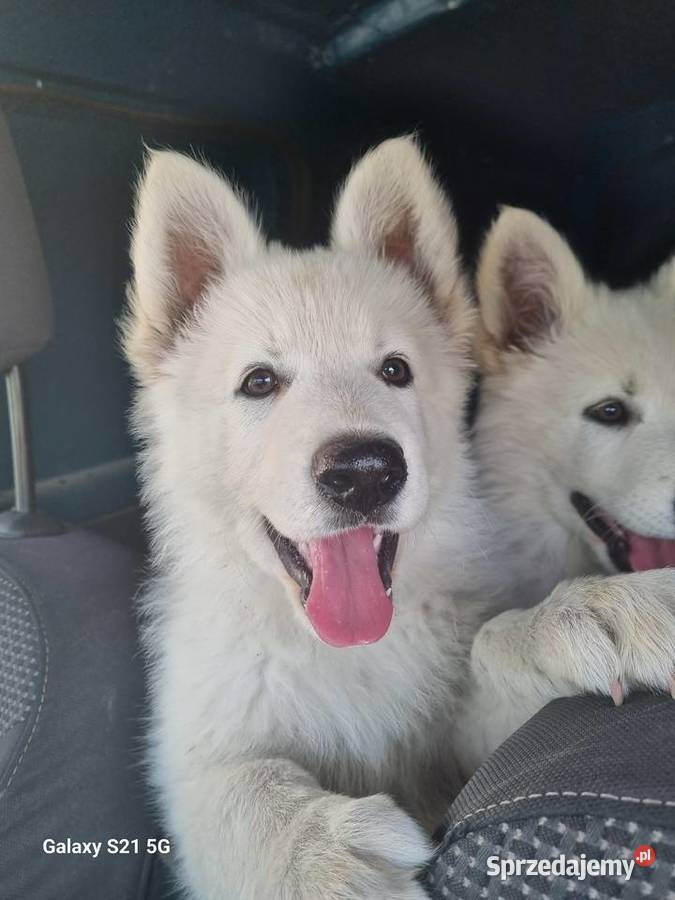 Owczarek Szwajcarski długowlosy Mogilno