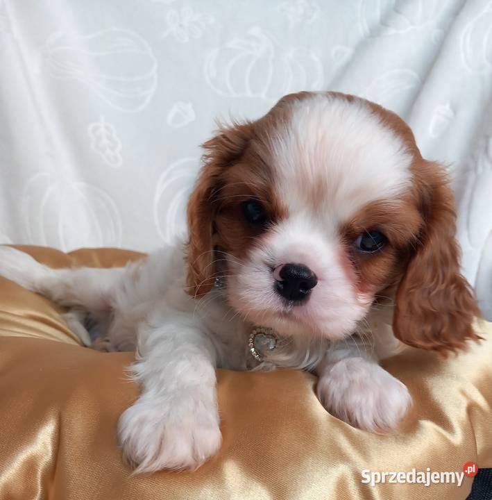 Cavalier King Charles Spaniel Cavalier King Charles Spaniel opolskie Strzelce Opolskie