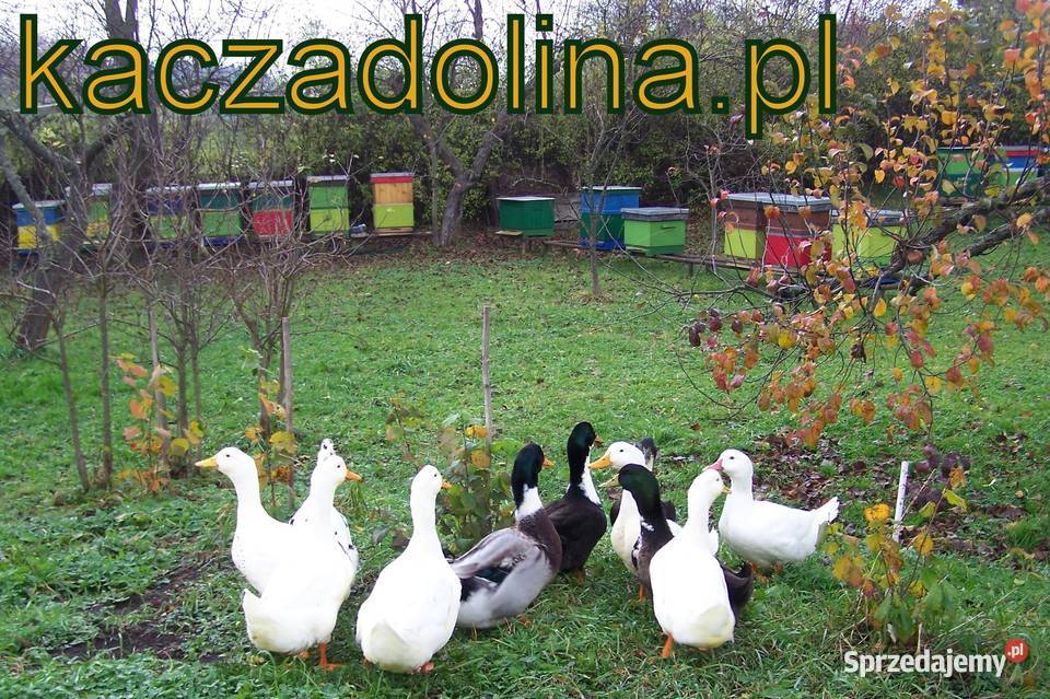 Miód pierzga propolis z własnej pasieki na