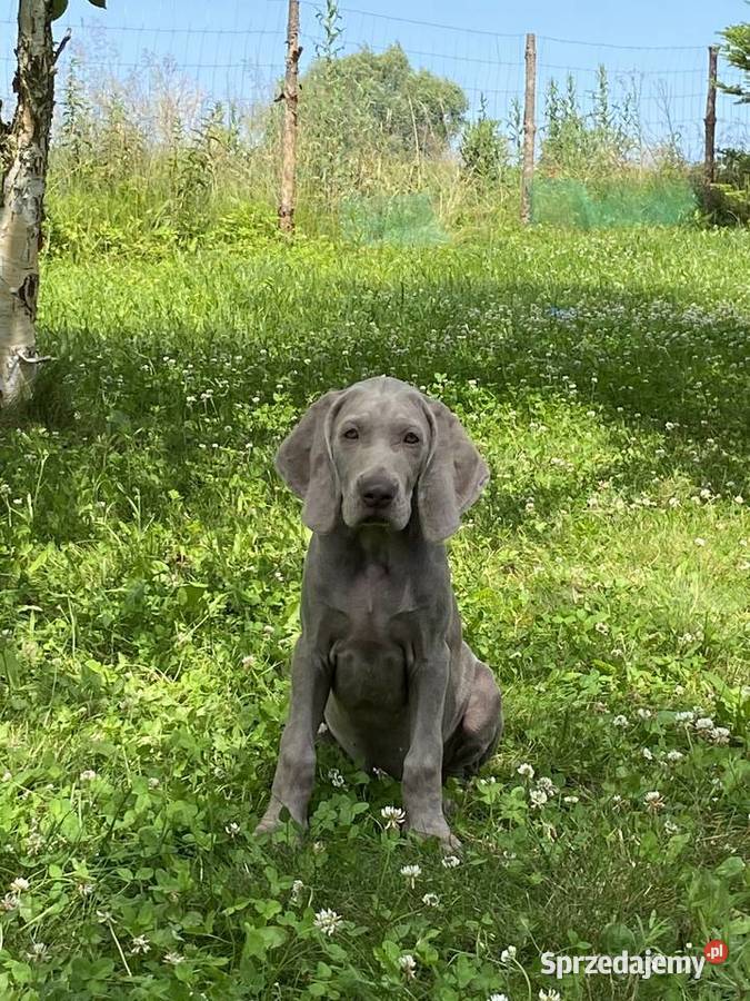 Wyżeł weimarski FCI suczka Pozostałe Gołcza