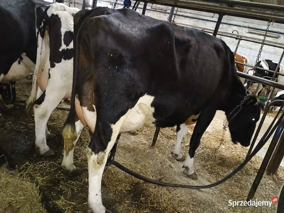 Sprzedam bydło mleczne HF 65 sztuk Bydło Nowy Dwór Gdański