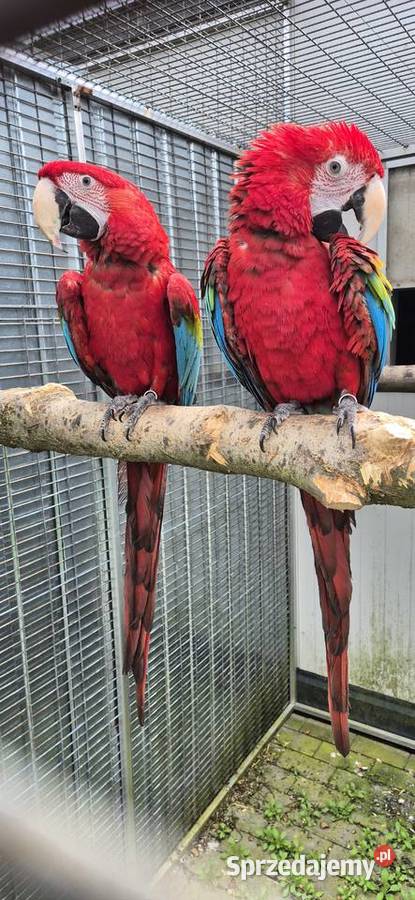 Ara chloroptera samica 6 miesiecy