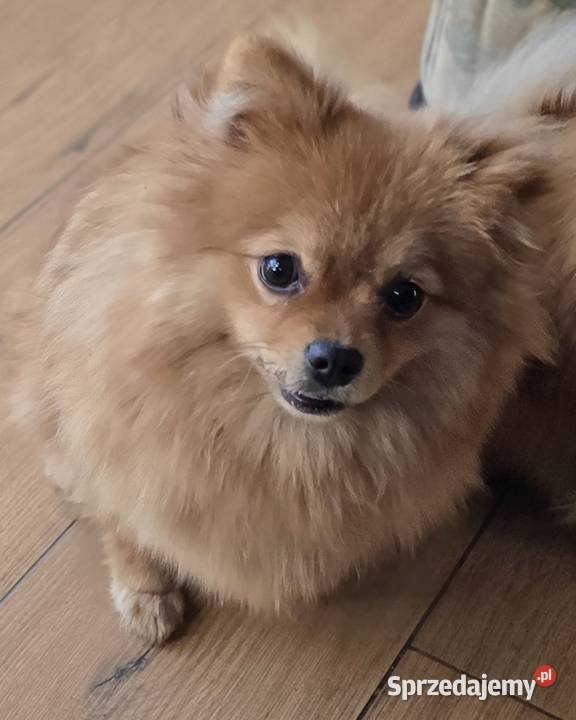 Pomeranian suczka szpic miniaturowy zkwp FCI Piątkowisko sprzedam