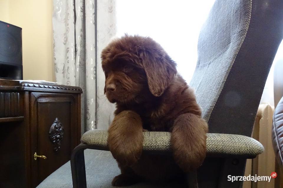 Nowofundland szczeniaki Góra sprzedam