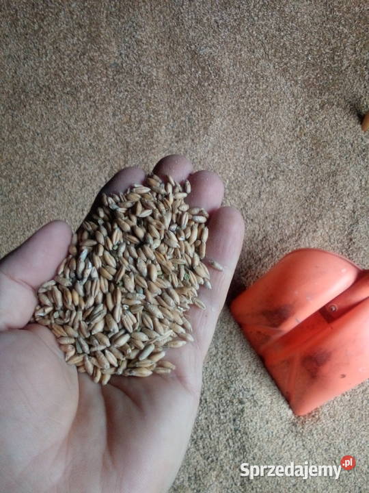 Pszenica pszenżyto owies jęczmien Nieborów