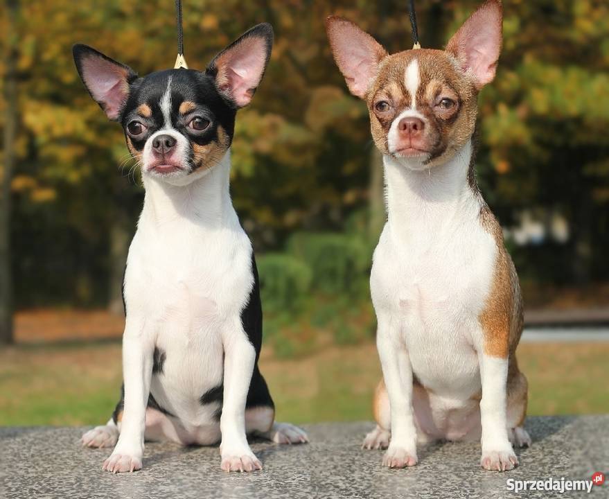 Chihuahua z rodowodem ZKwP Zgierz sprzedam