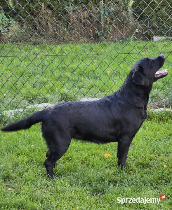 Szczeniaki Labrador Retriever czarne i Żelechlinek