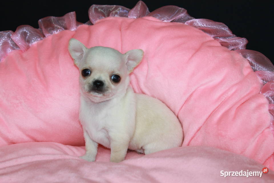 Chihuahua mini kremowy chłopiec ZKwP FCI Świnoujście sprzedam