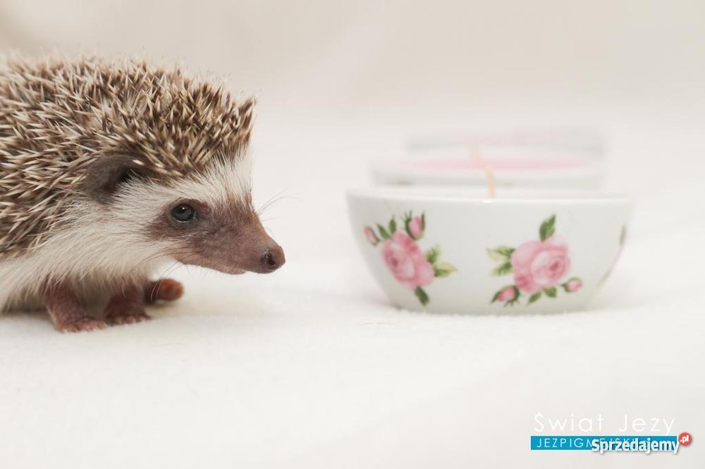 Jeż pigmejski afrykański jeże pigmejskie jeżyk Warszawa