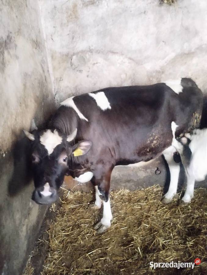 Jałówka cielna 6 miesięcy sprzedam