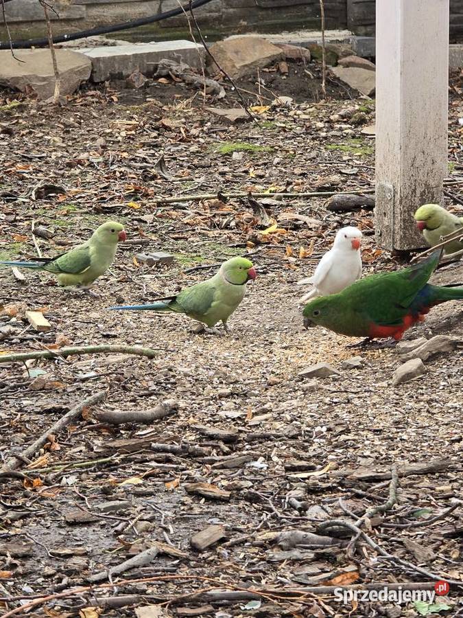 Mnicha nizinna Ptaki Głubczyce sprzedam
