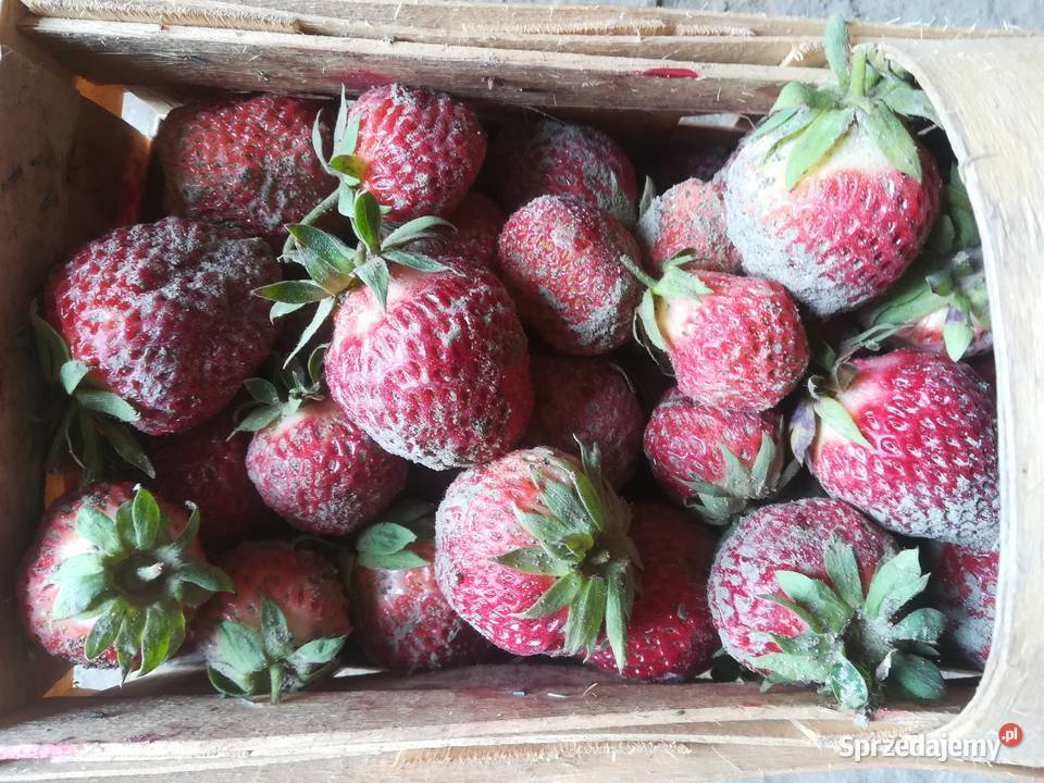 sprzedam truskawki Pińczów