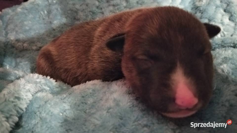 Szczeniaki Bulterier Standard Jeziory