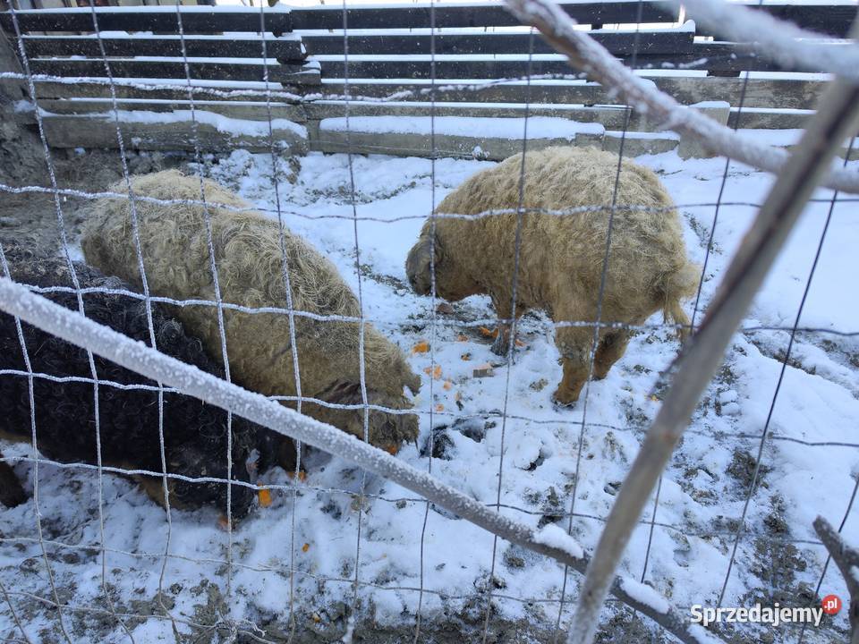 Mangalica sprzedam Zwierzęta Makowiska