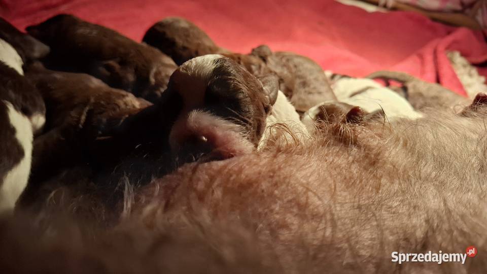 Lagotto romagnolo suczki i piesek metryka zkwp Sierpc