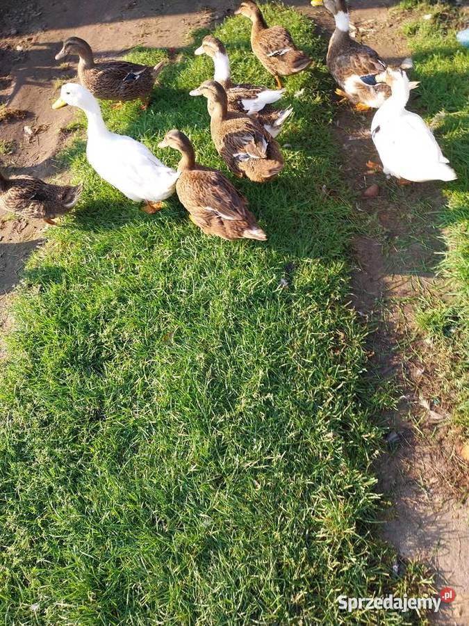 Kaczki staropolskie mix staropolskie khaki Grodzisk
